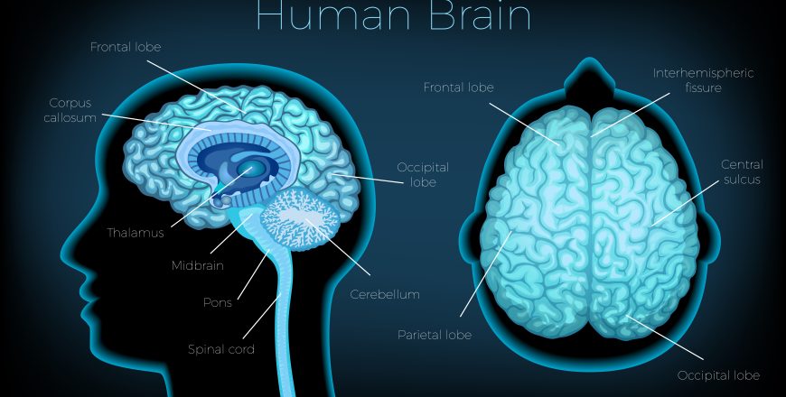 Human Brain Poster