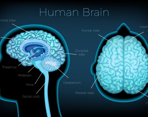 Human Brain Poster Human brain poster illustrated silhouette of head profile with text description of glowing brain areas vector illustration